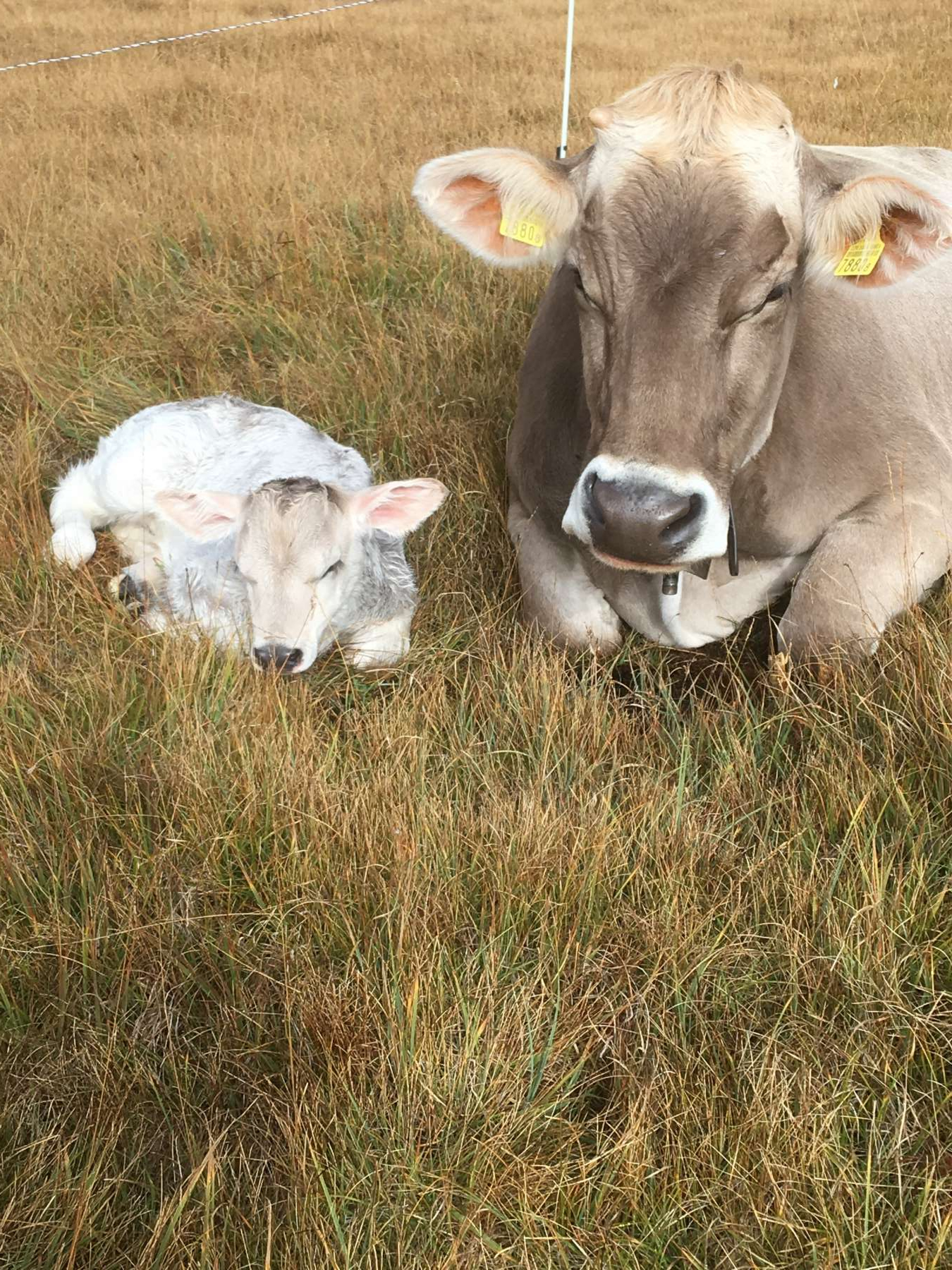 Kuh mit Kalb